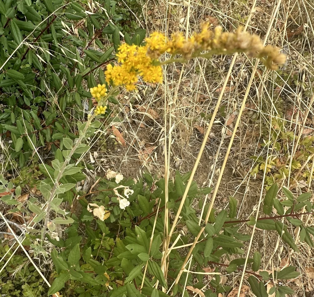 Solidago Californica