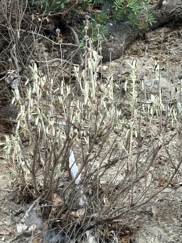Phlomis Purpurea
