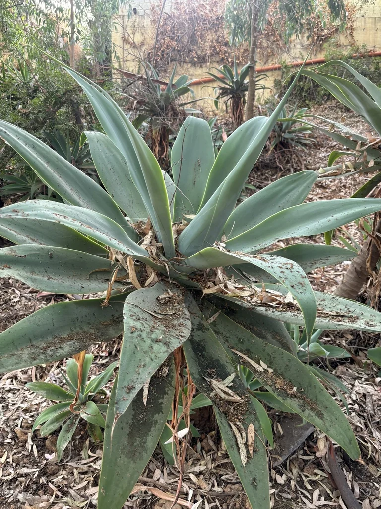 Agave Attenuata