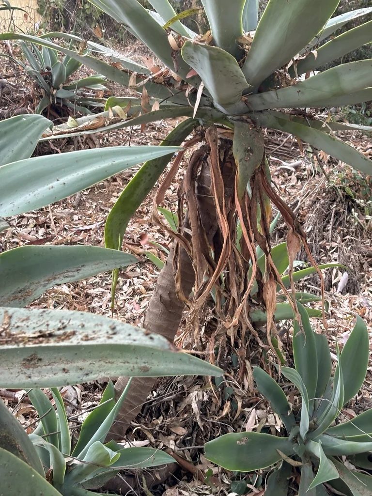 Agave Attenuata