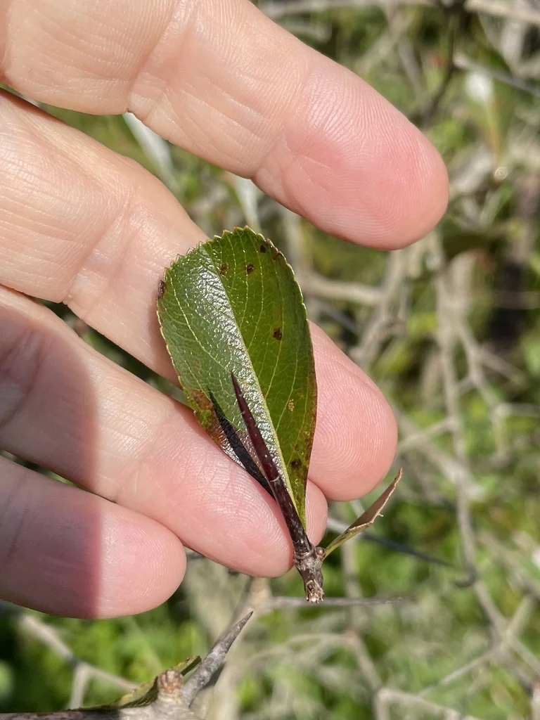 Crataegus Crus-Galli