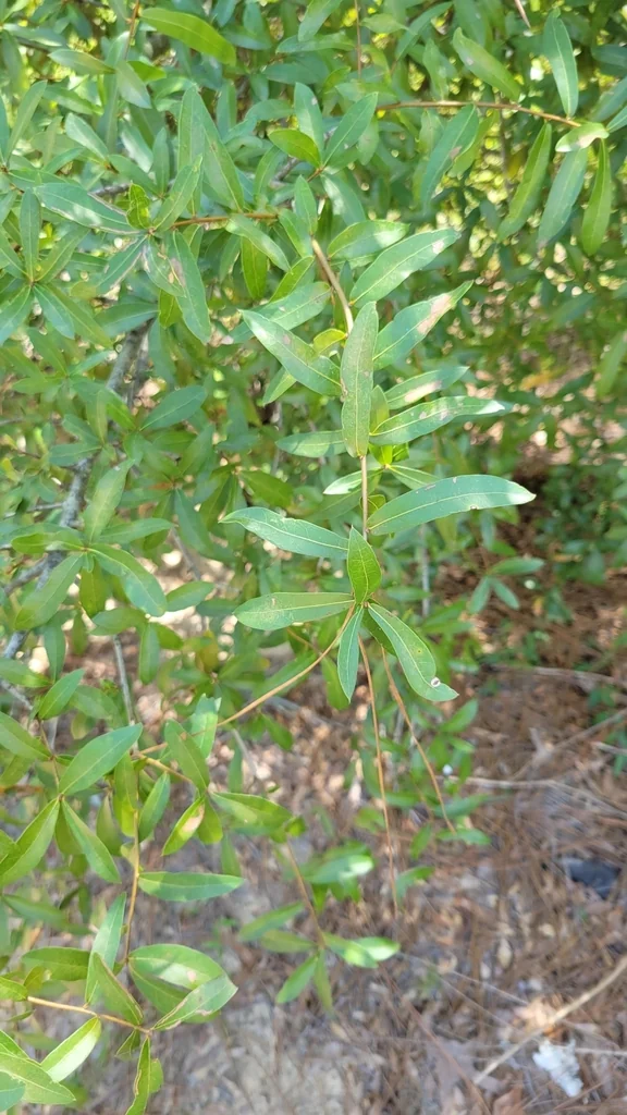 Quercus Hemisphaerica