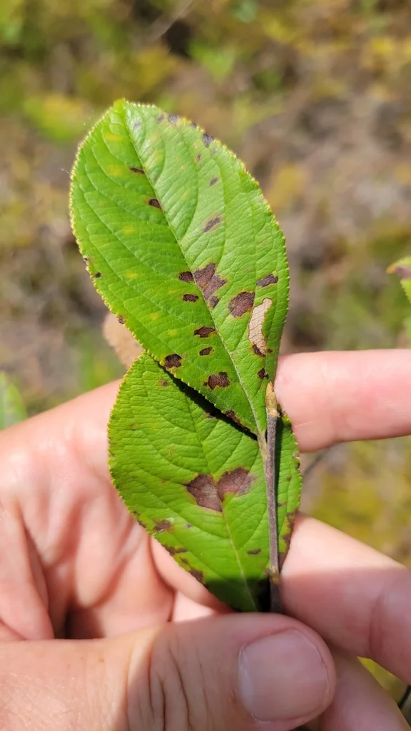 Aronia Arbutifolia