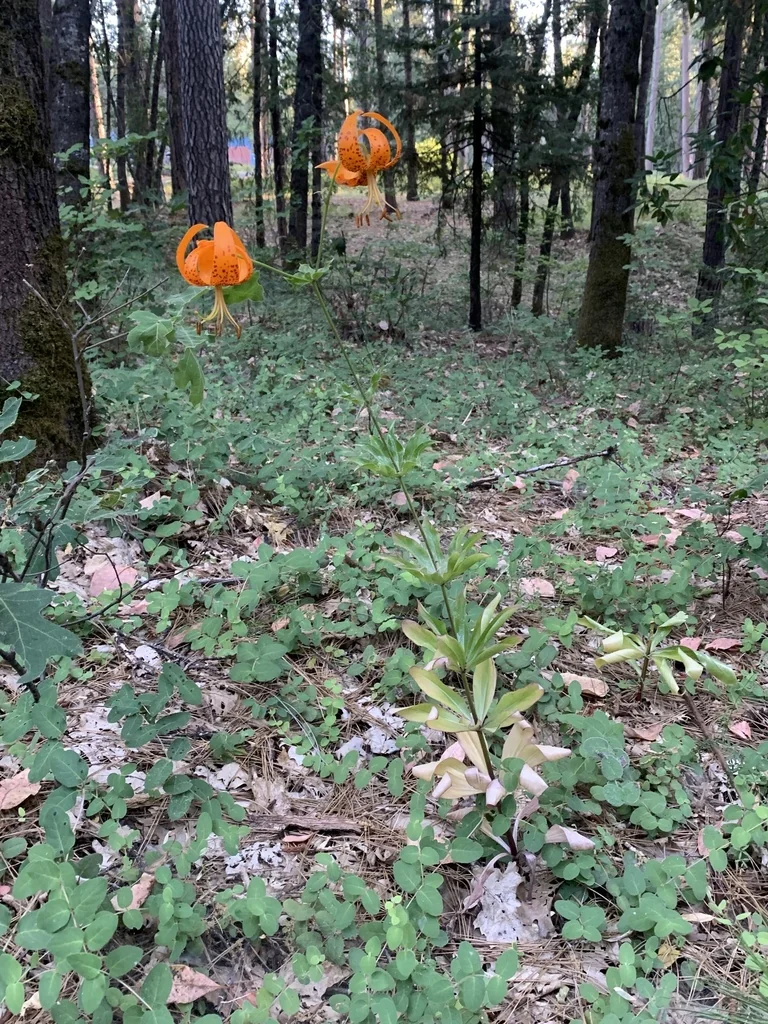 Lilium Humboldtii