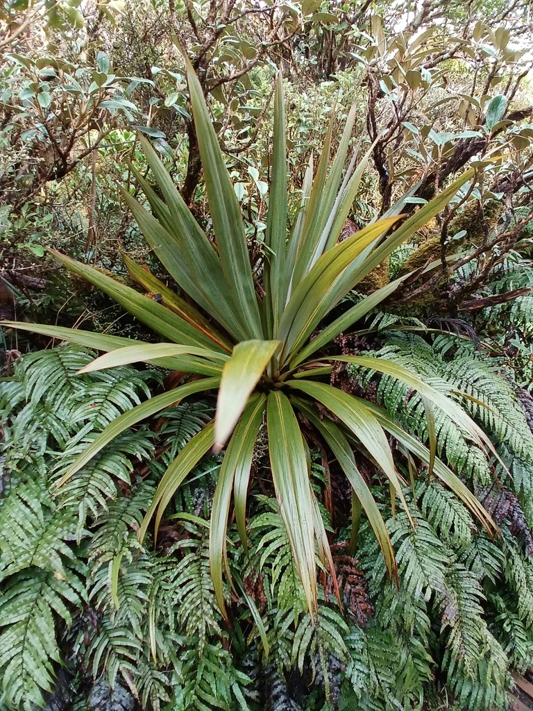 Cordyline Indivisa