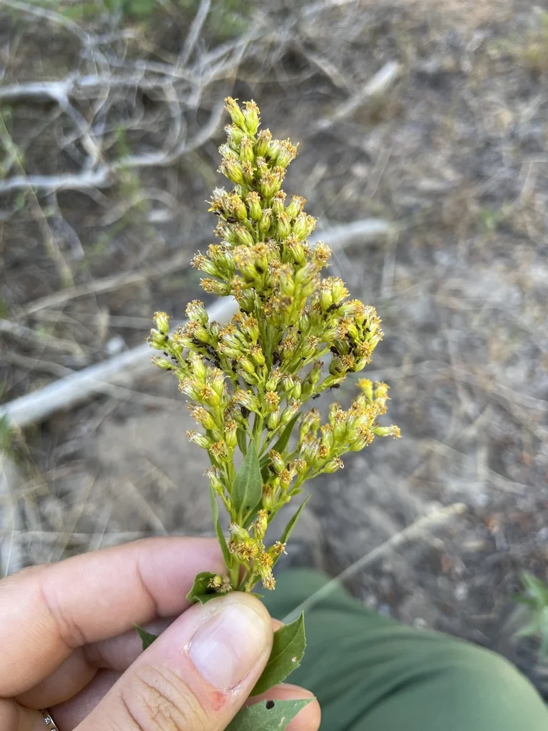 Solidago Canadensis Ssp. Elongata