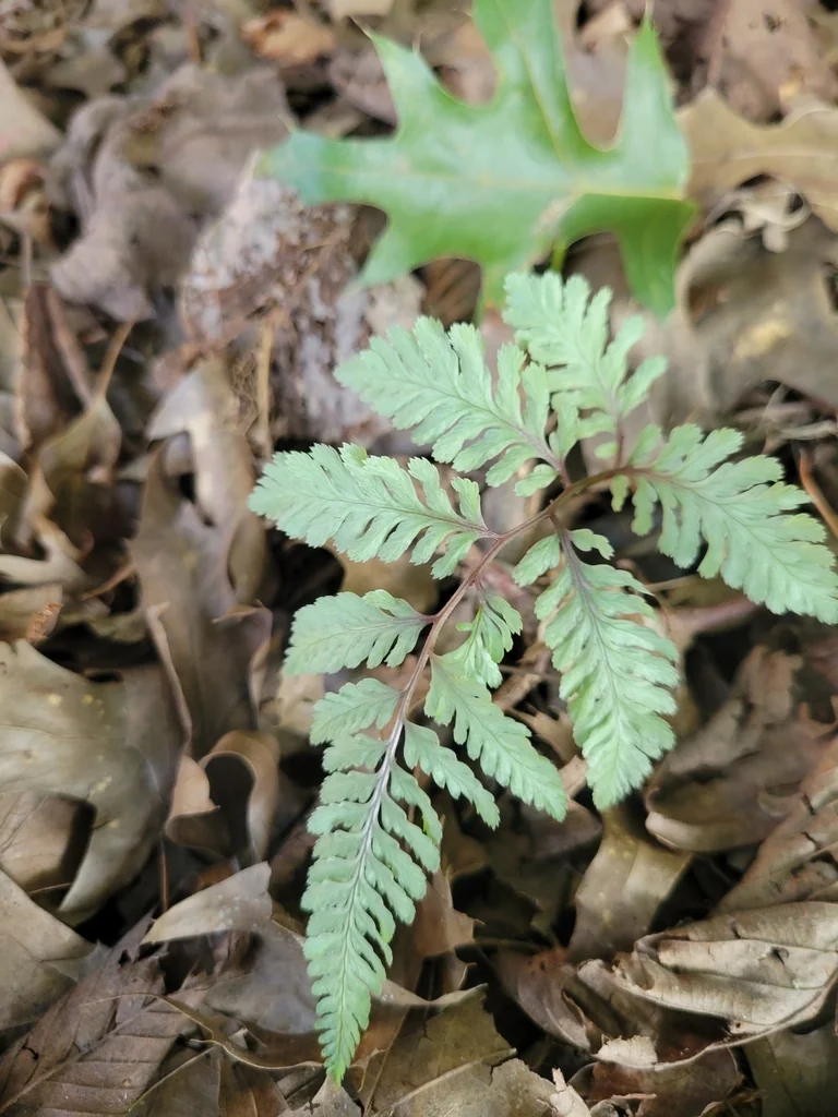 Athyrium Niponicum Var. Pictum