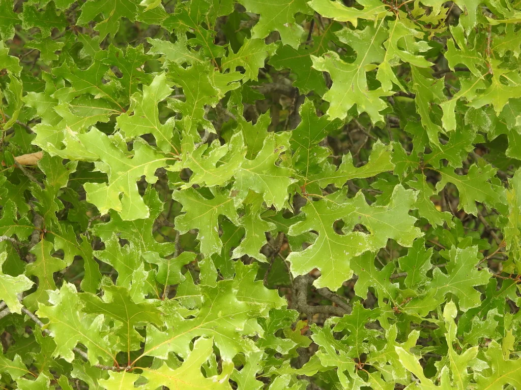 Quercus Buckleyi