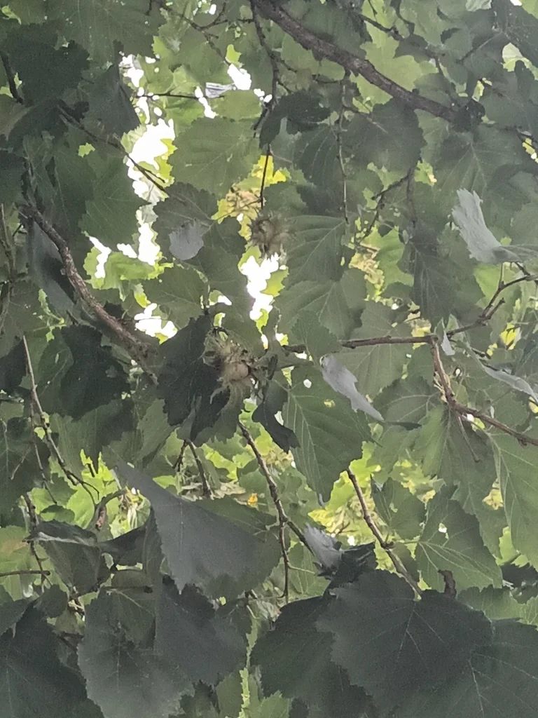 Corylus Colurna