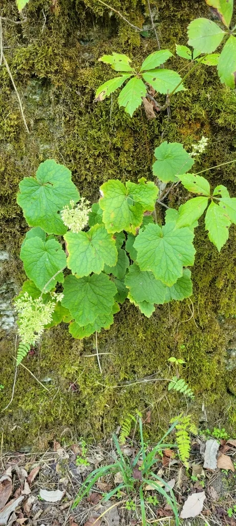 Heuchera Villosa