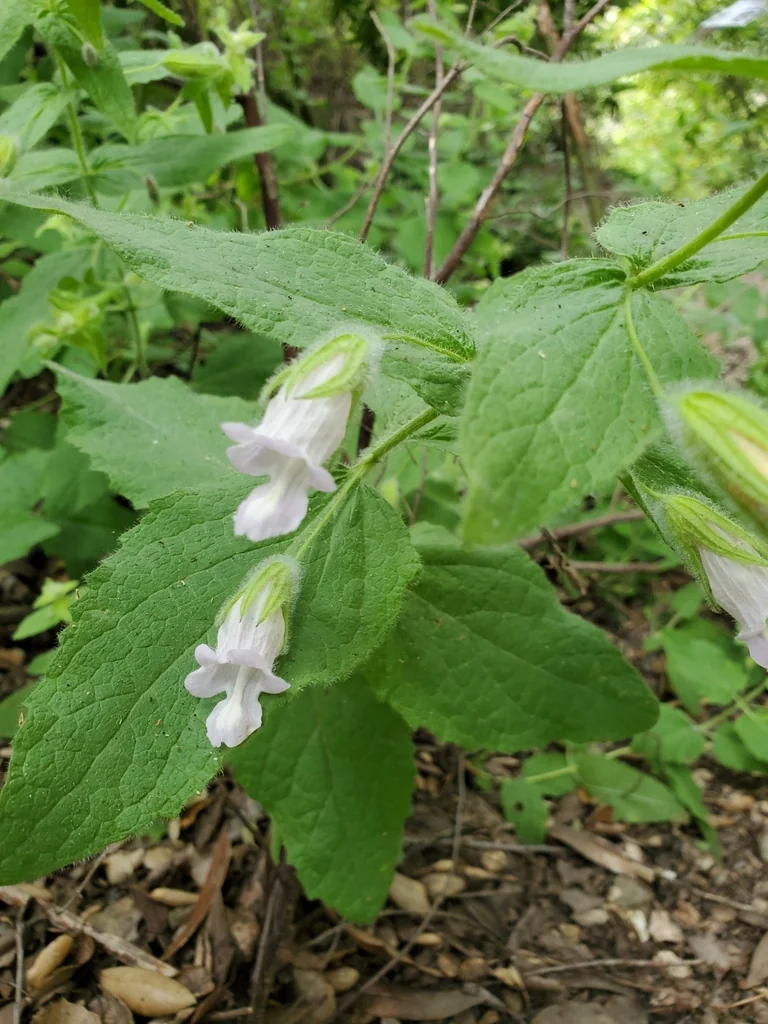 Lepechinia Fragrans