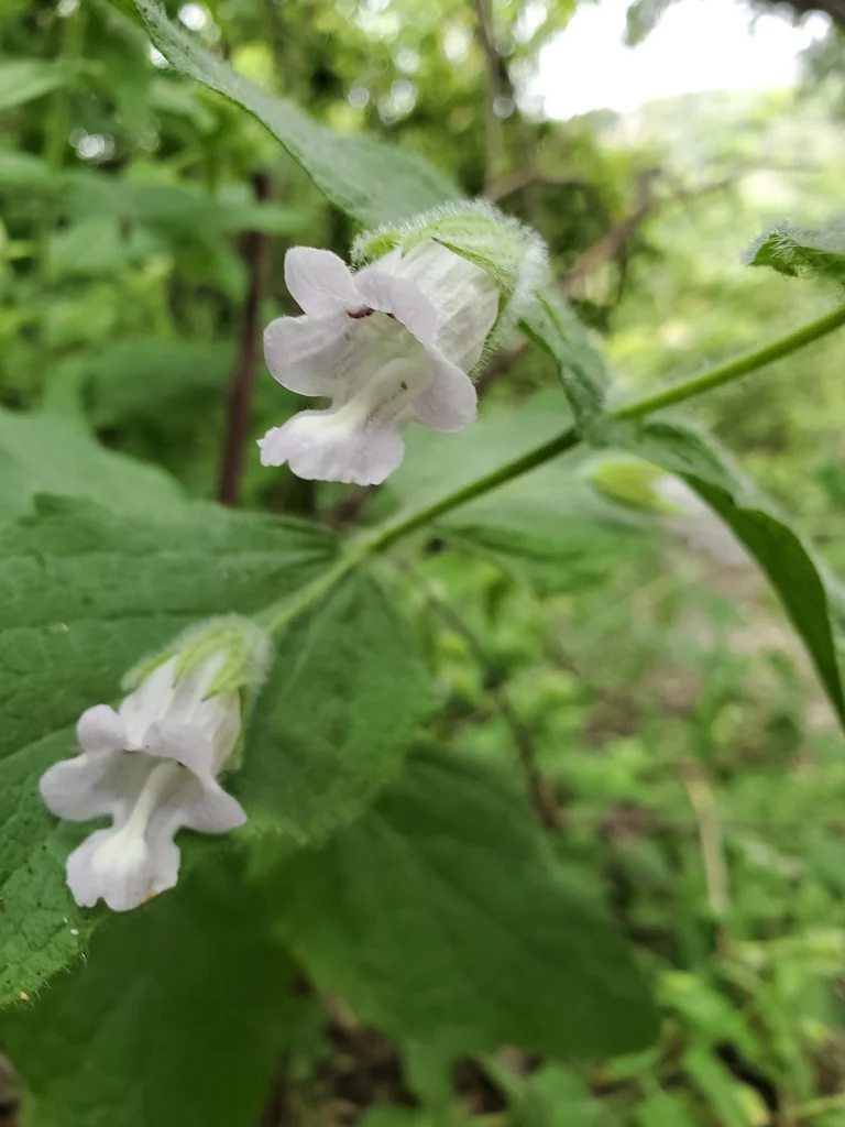 Lepechinia Fragrans