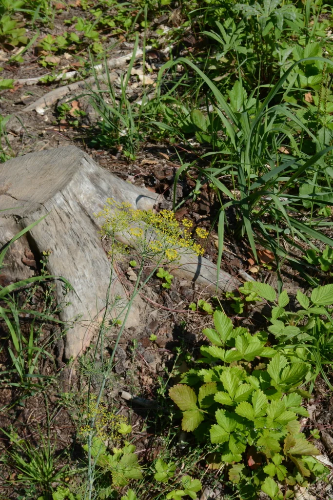 Anethum Graveolens