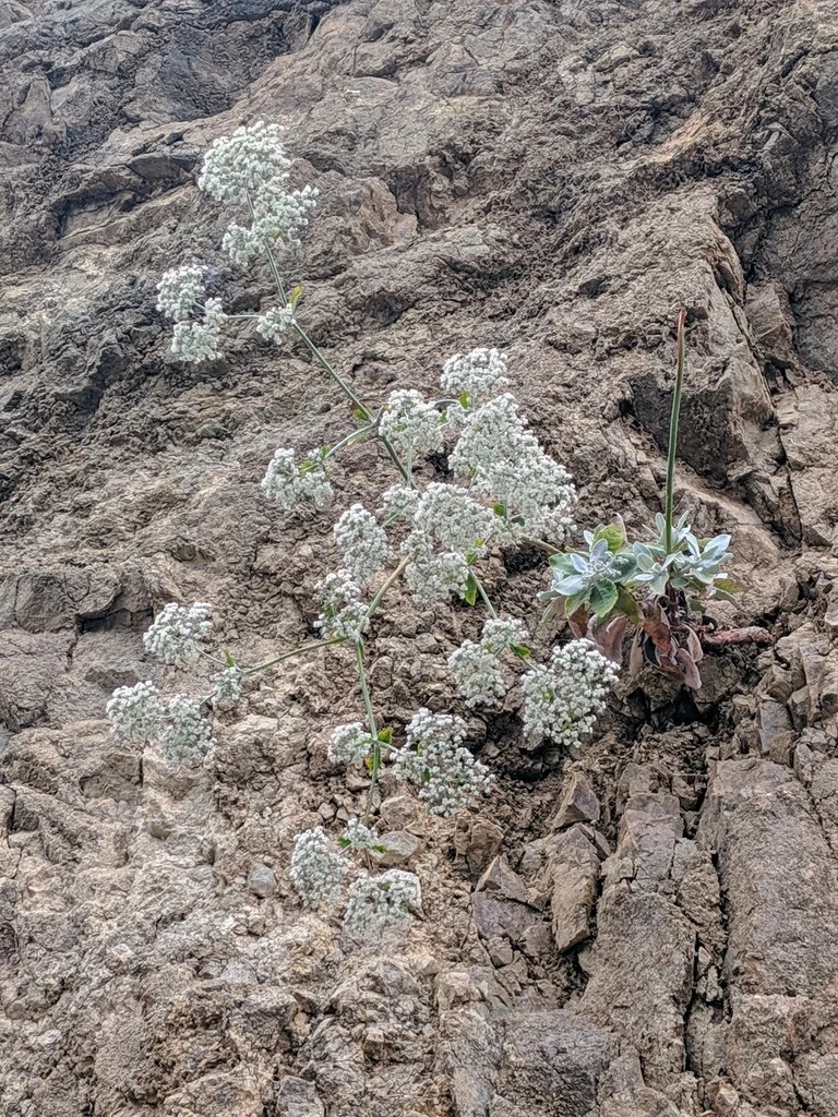 Eriogonum Giganteum