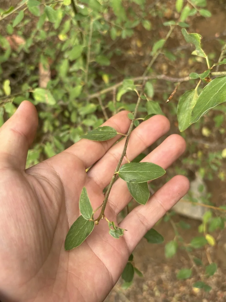 Ceanothus Integerrimus