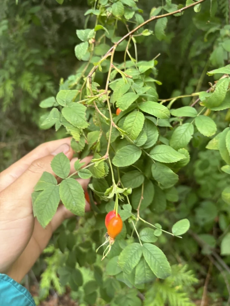 Rosa Pisocarpa