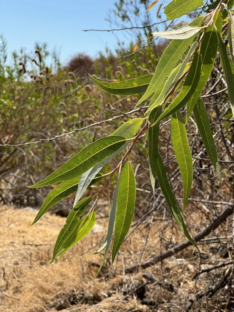 Salix Laevigata