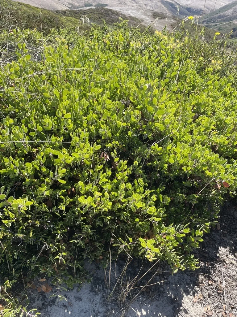 Arctostaphylos Rudis