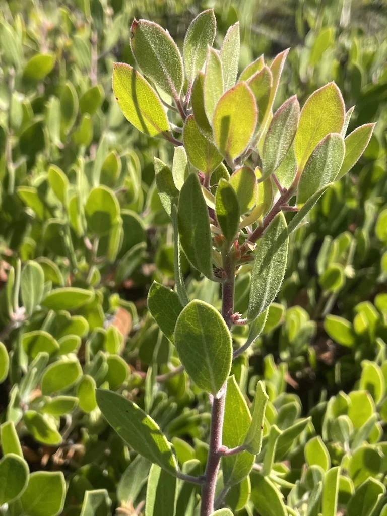 Arctostaphylos Rudis