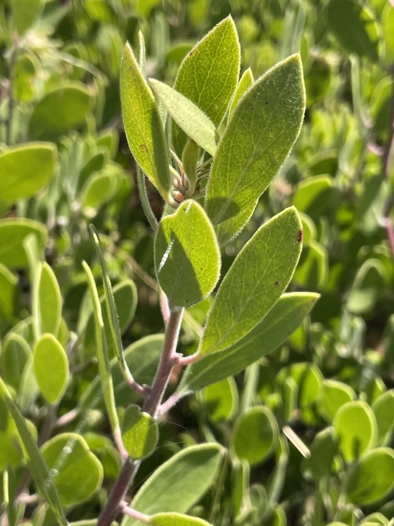 Arctostaphylos Rudis
