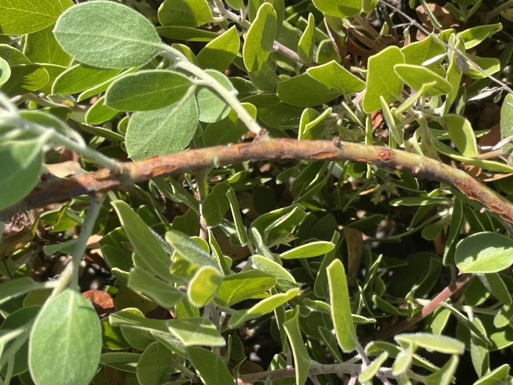 Arctostaphylos Rudis