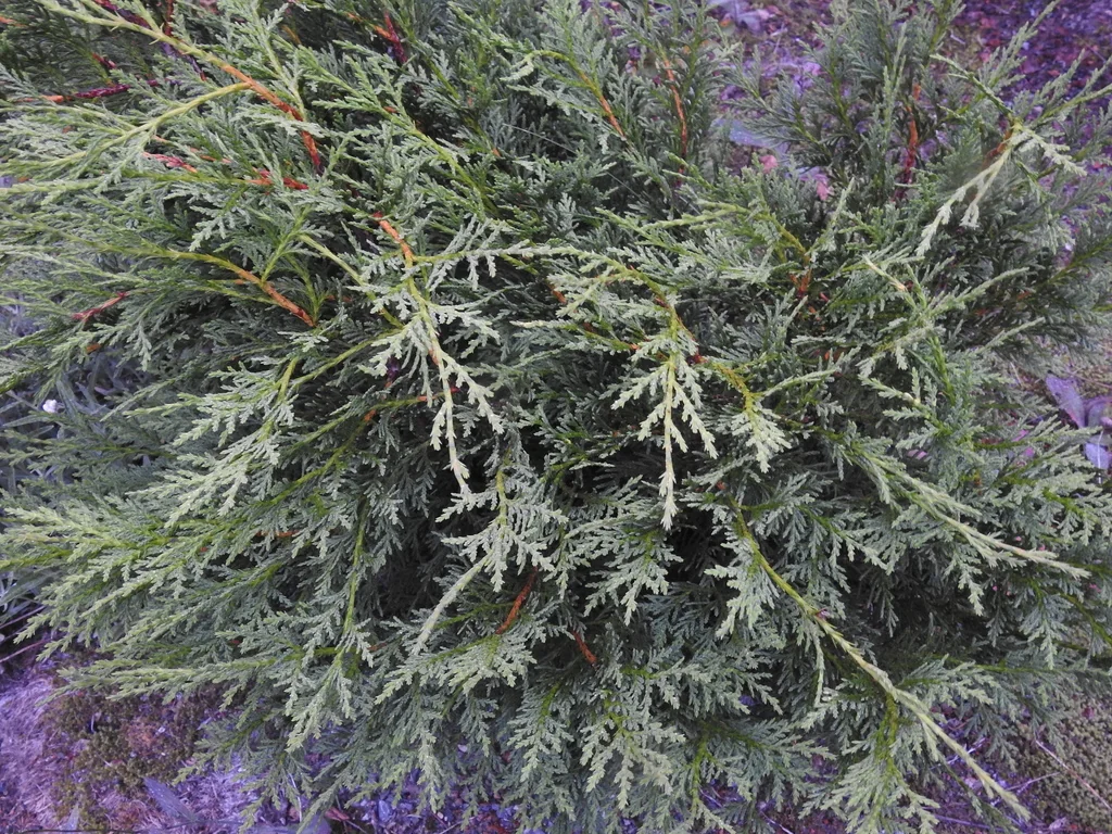Callitropsis Nootkatensis