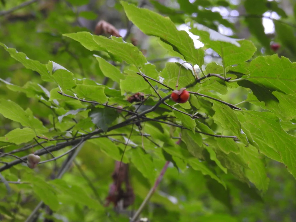 Euonymus Occidentalis