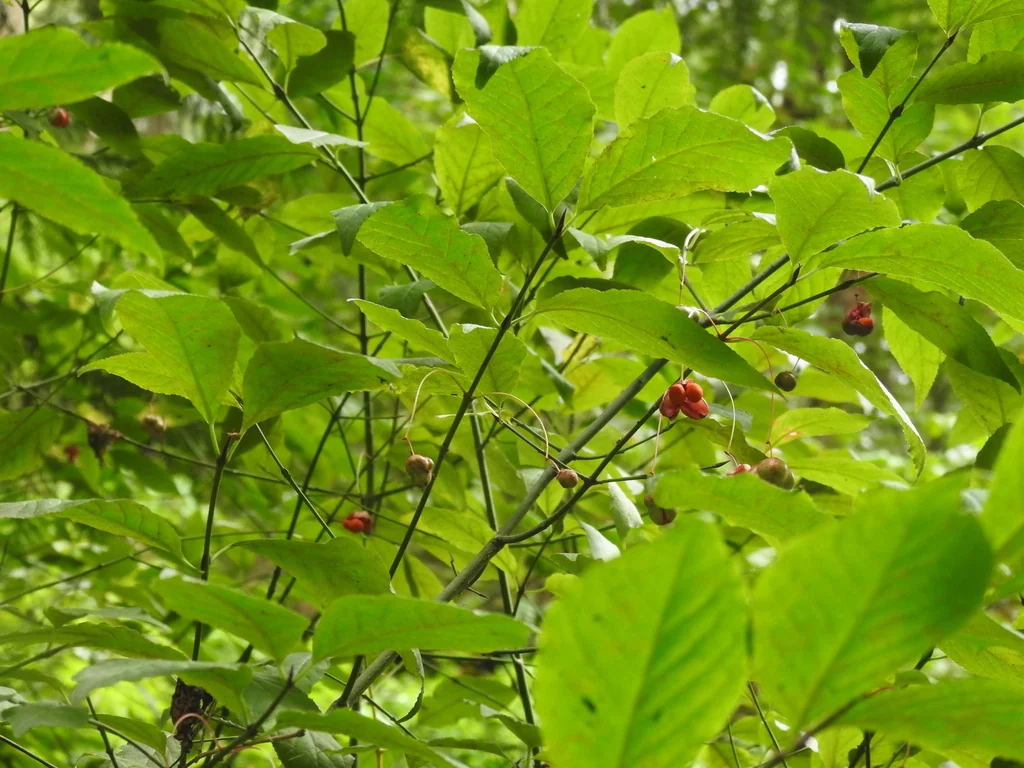 Euonymus Occidentalis