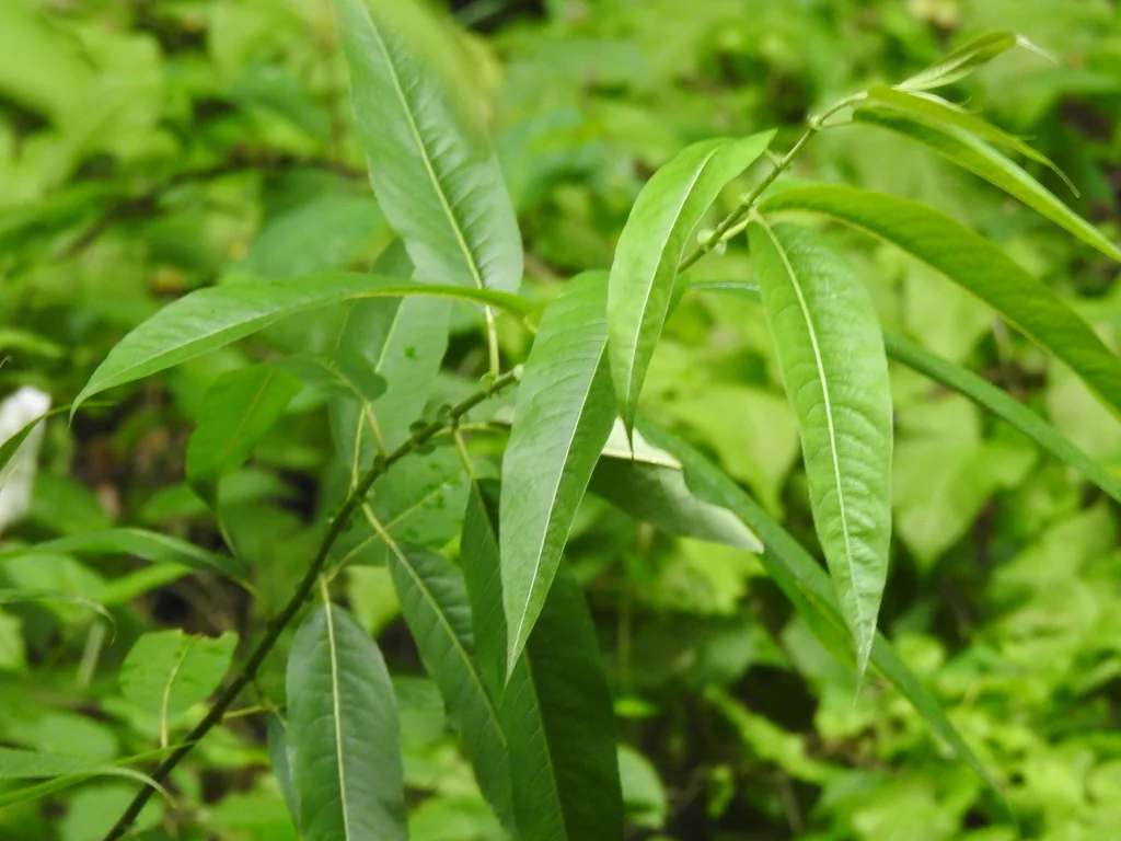 Salix Lucida Ssp. Lasiandra