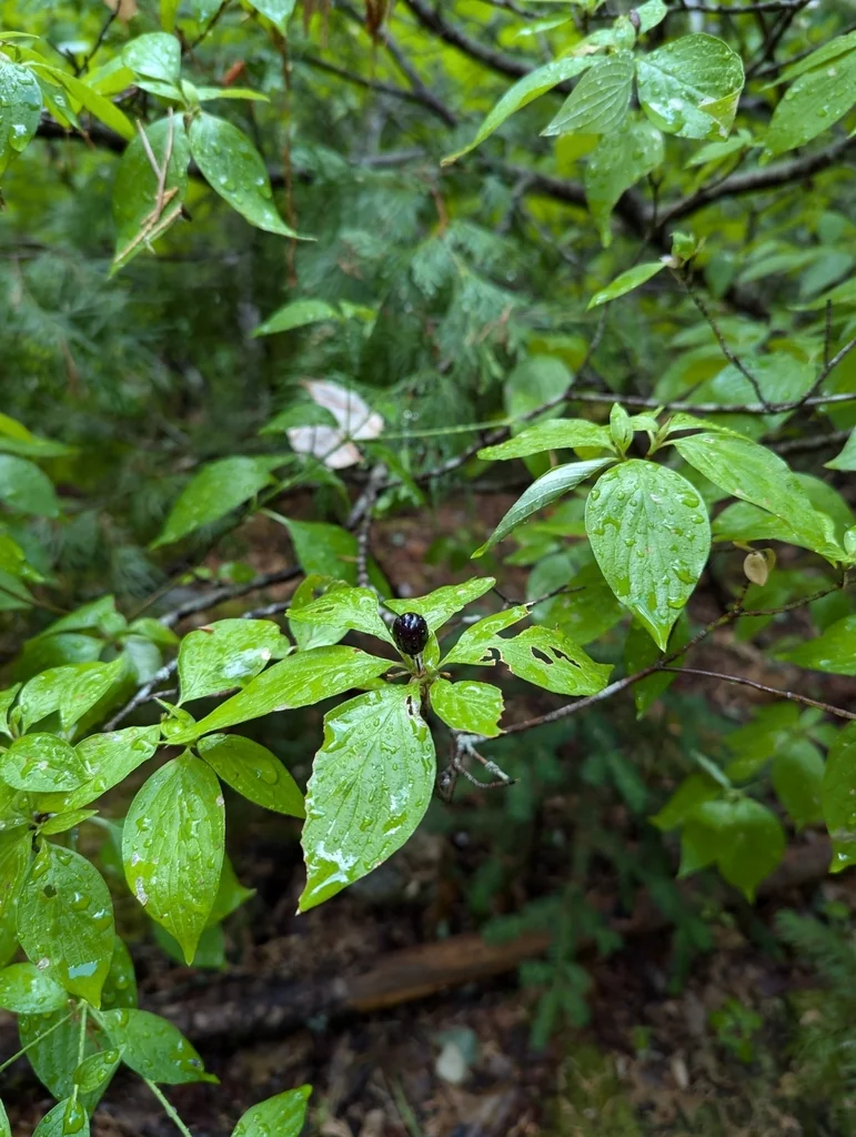 Cornus Sessilis