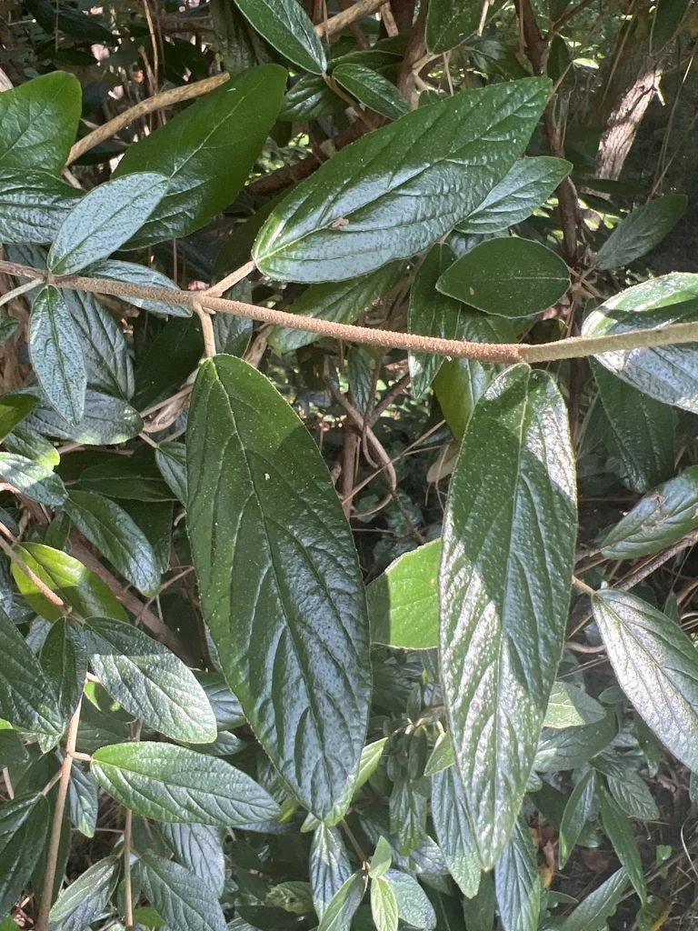 Viburnum Rhytidophyllum