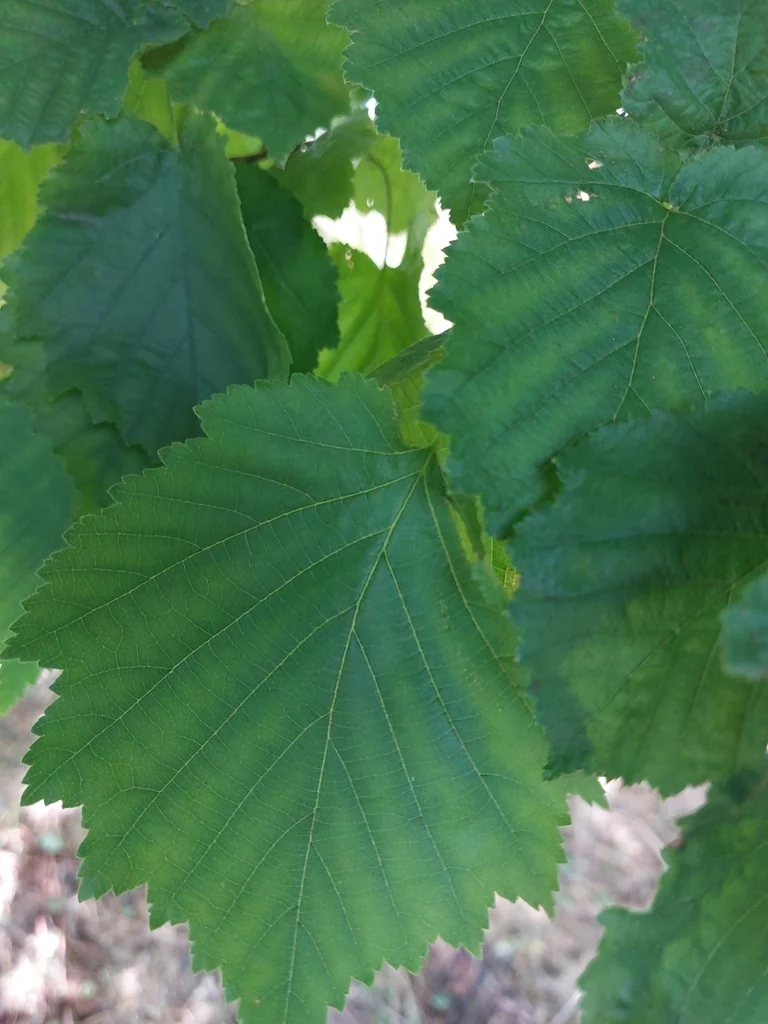 Corylus Colurna