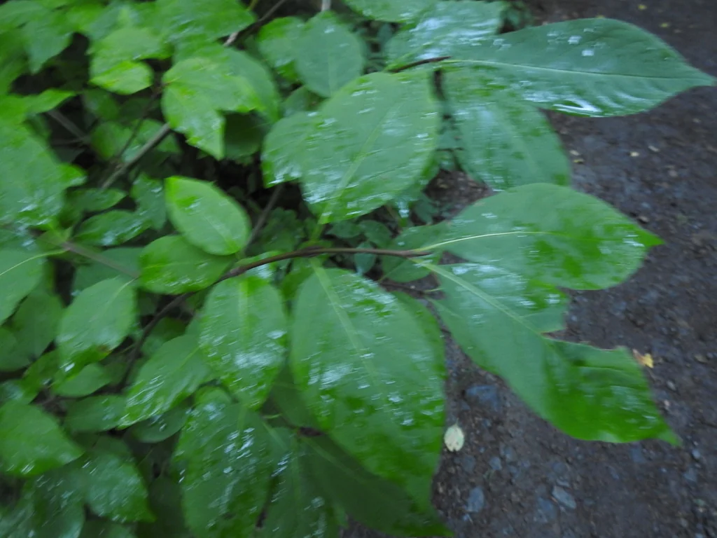Euonymus Occidentalis