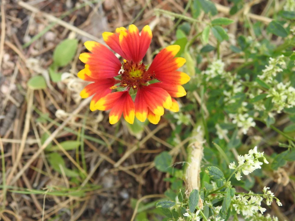 Gaillardia X Grandiflora