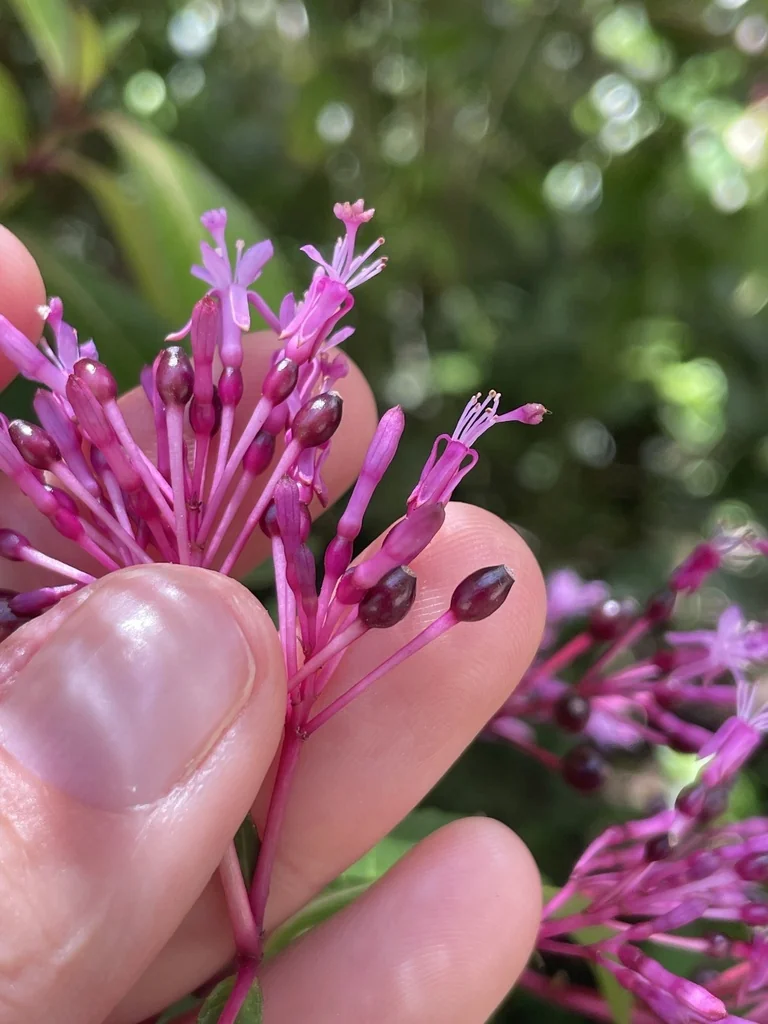 Fuchsia Paniculata
