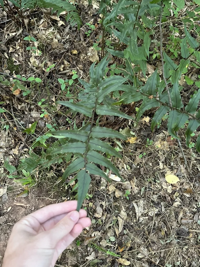Cyrtomium fortunei