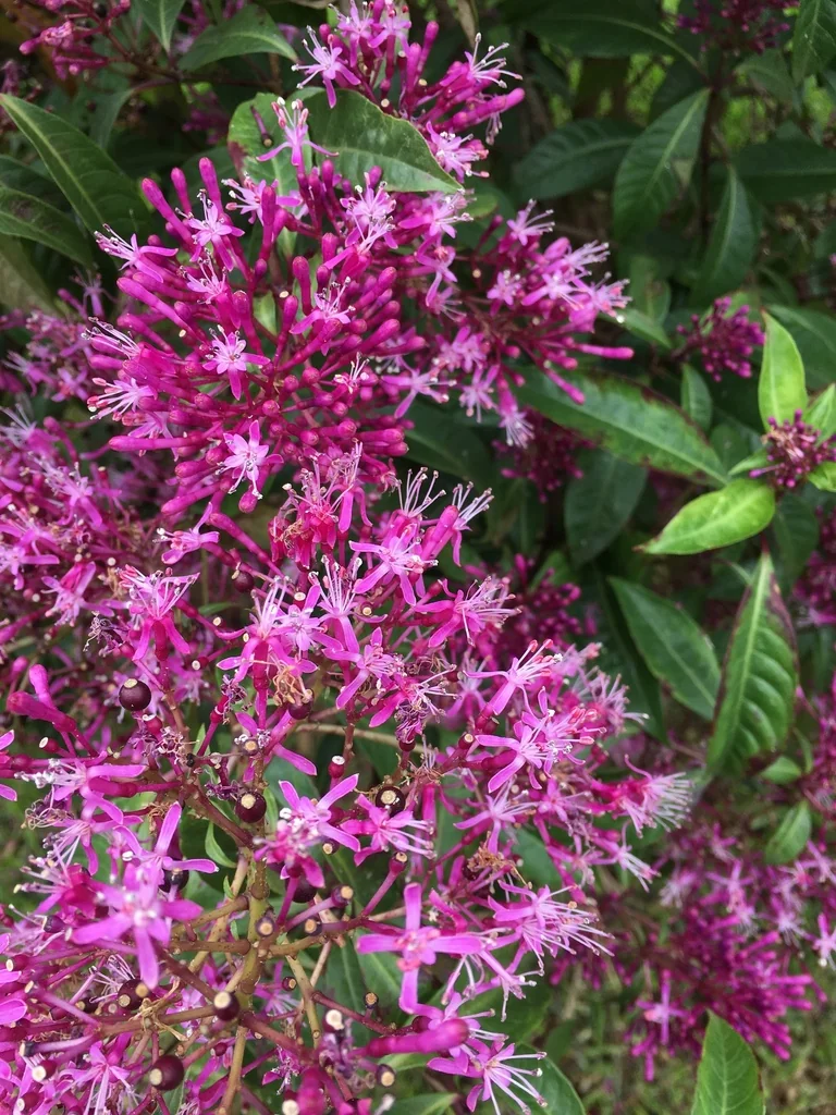 Fuchsia Paniculata