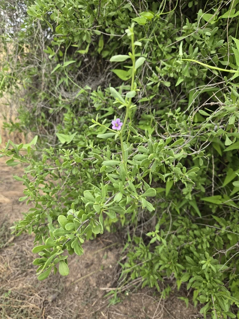 Lycium Fremontii