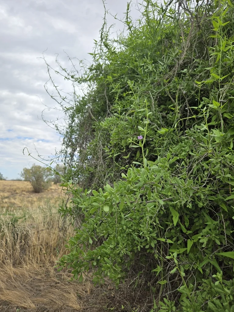 Lycium Fremontii
