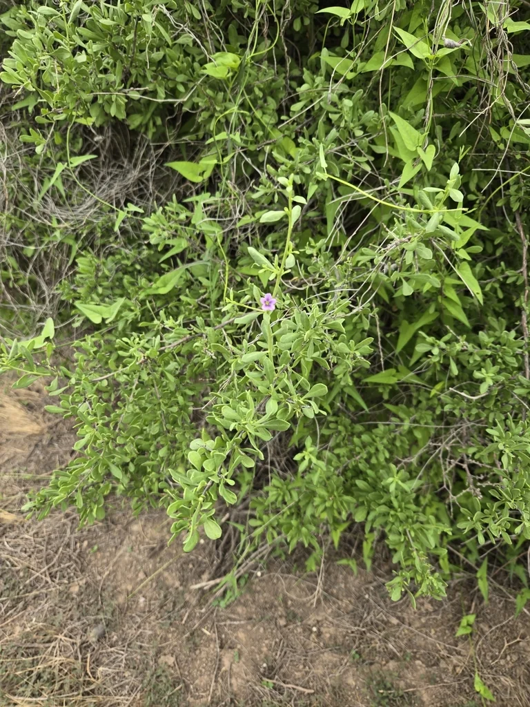 Lycium Fremontii