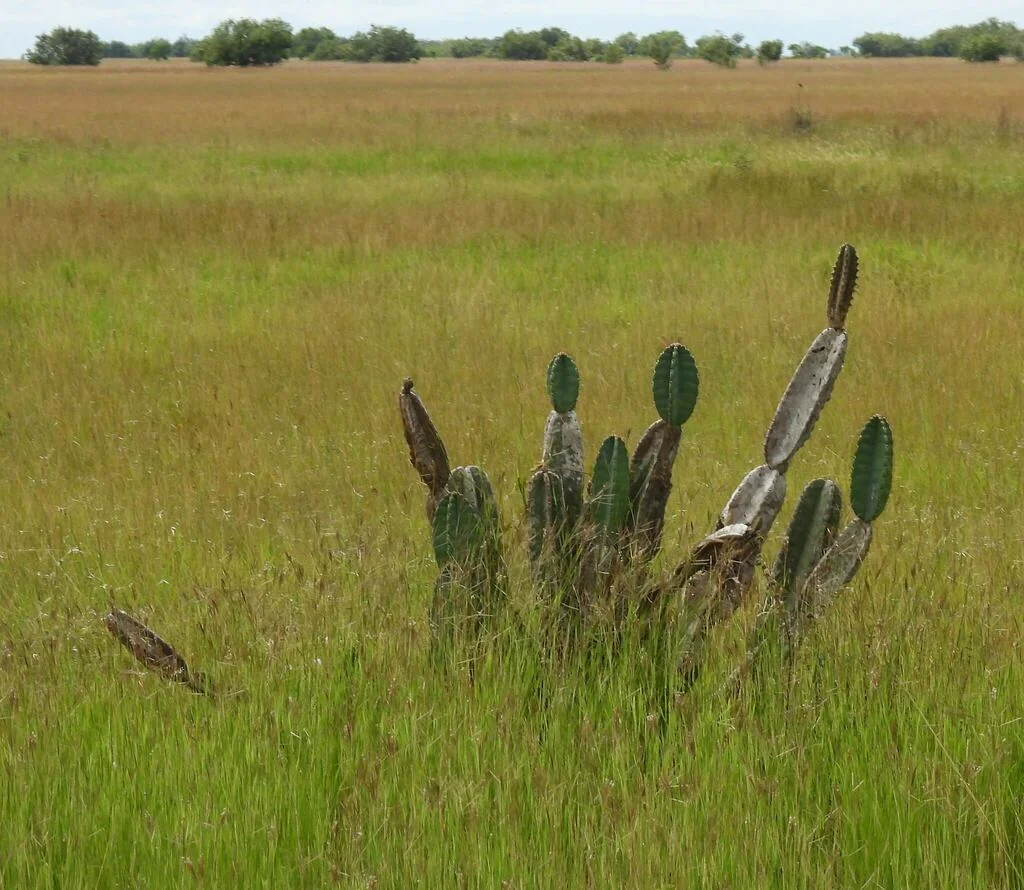 Cereus Hexagonus