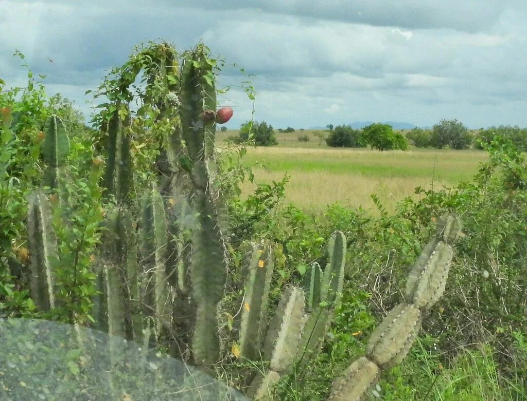 Cereus Hexagonus