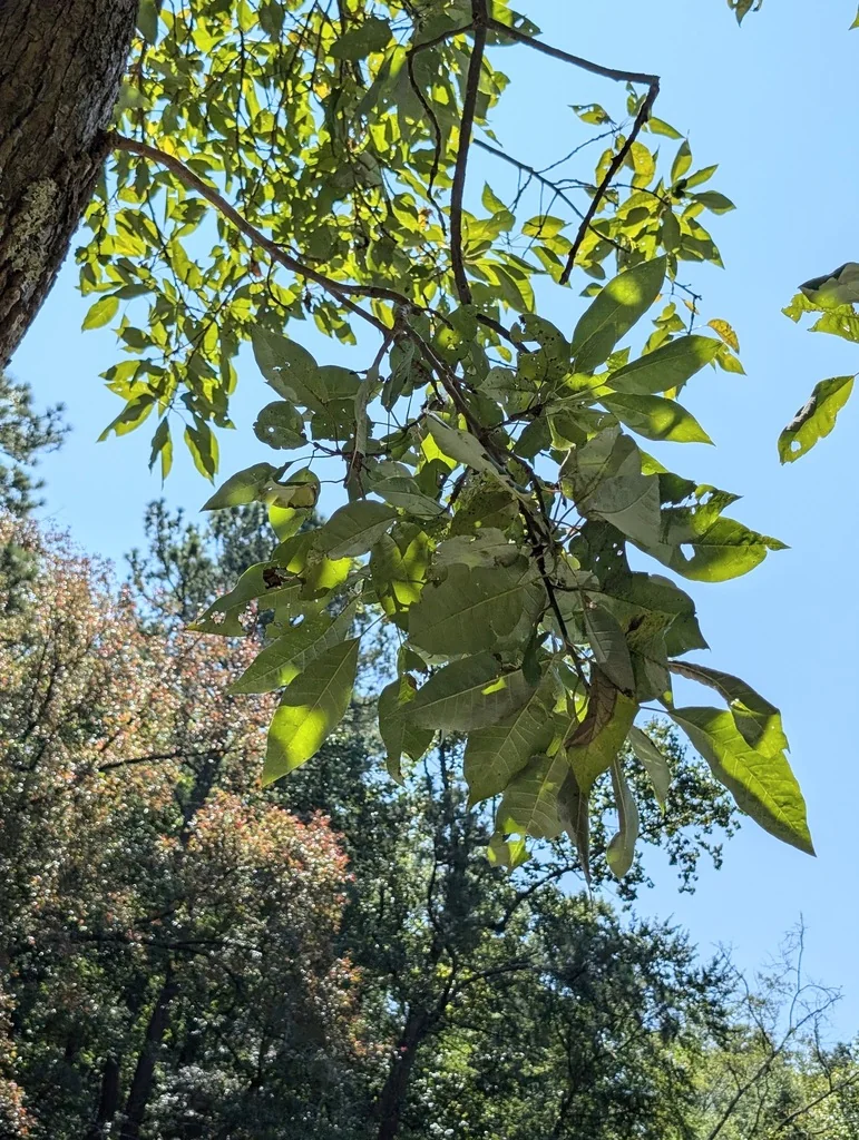 Nyssa Aquatica