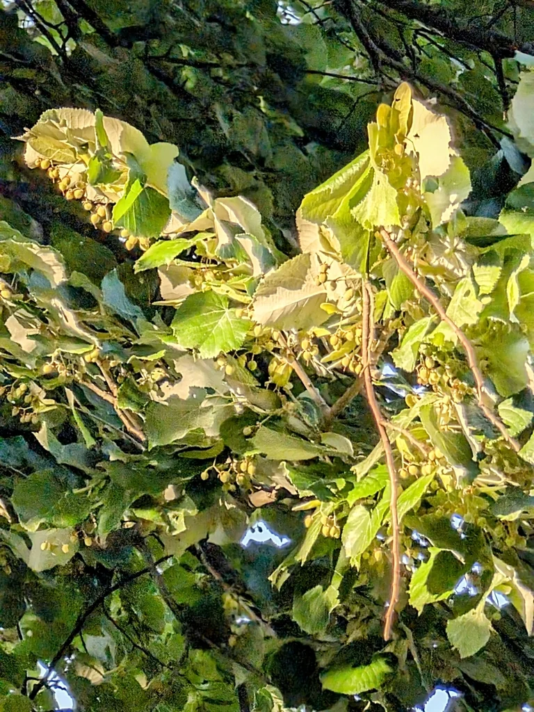 Tilia Tomentosa