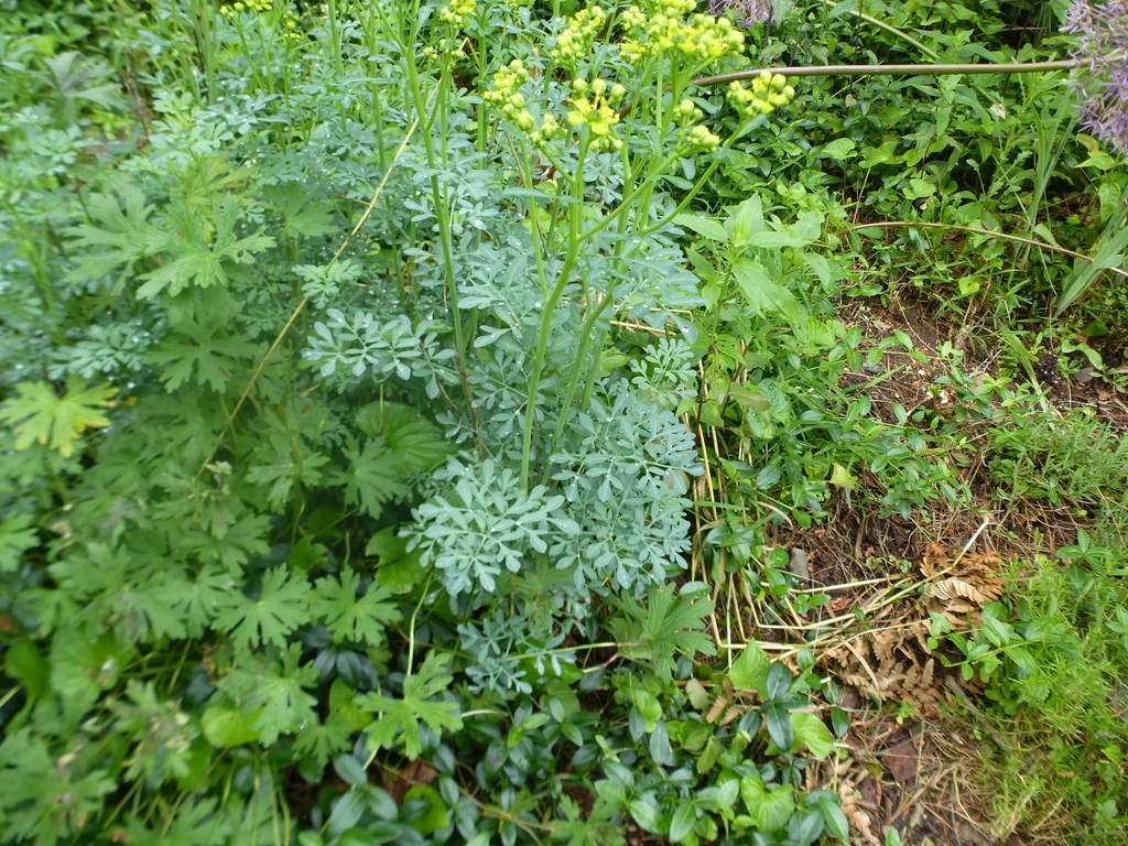 Ruta Graveolens