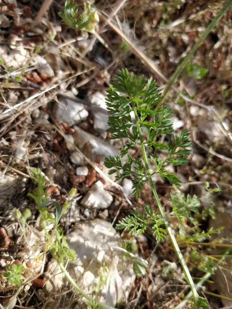 Orlaya Grandiflora