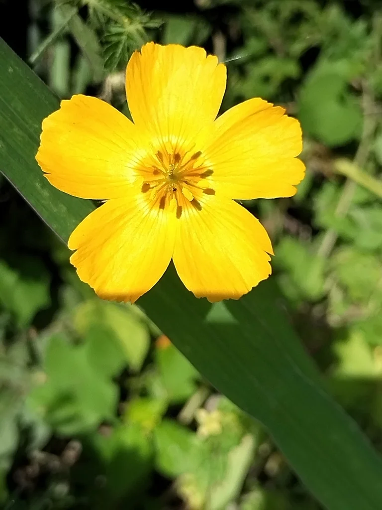 Kallstroemia Grandiflora