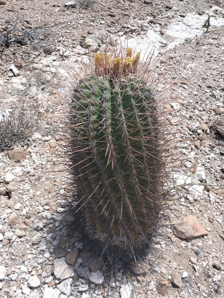 Ferocactus Emoryi Ssp. Rectispinus