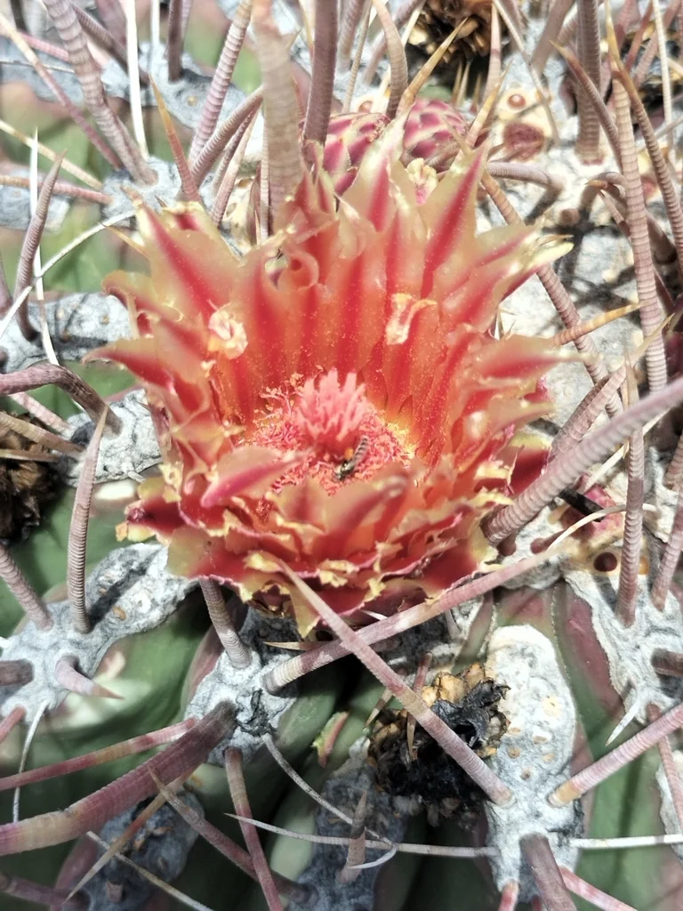 Ferocactus Emoryi Ssp. Rectispinus