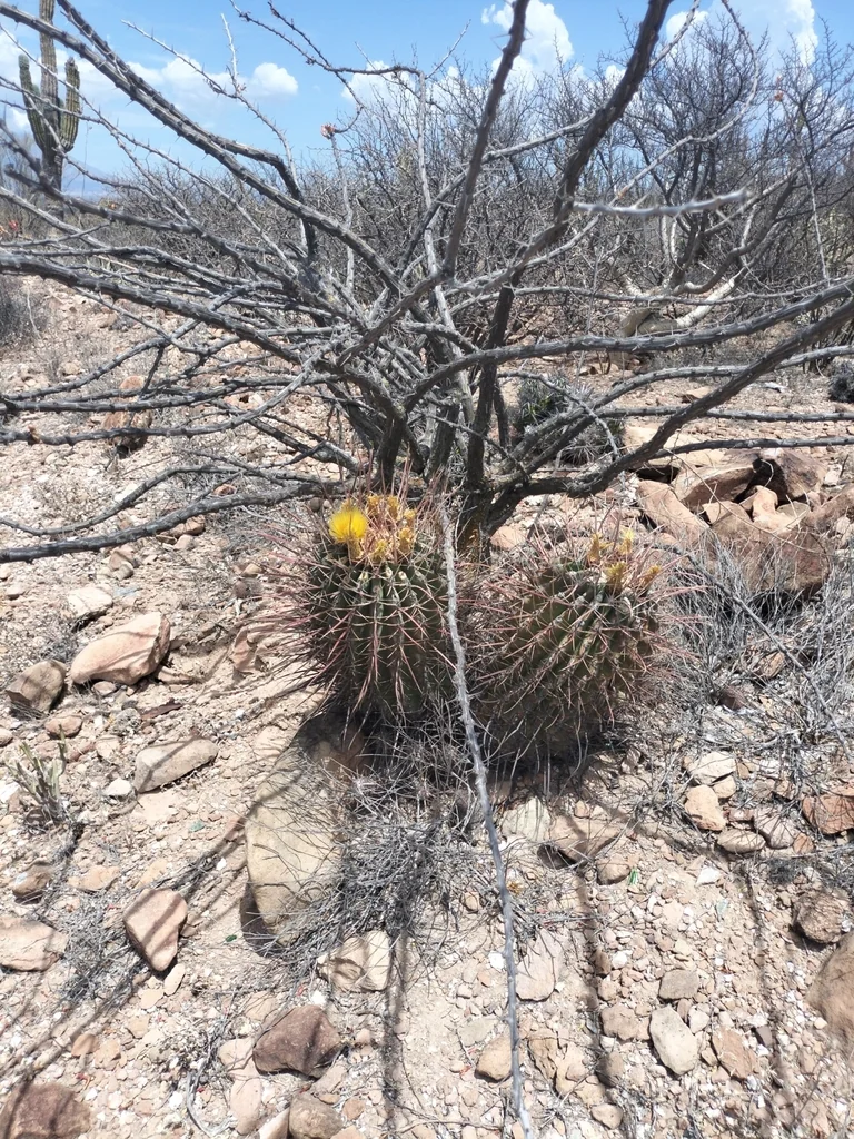 Ferocactus Emoryi Ssp. Rectispinus